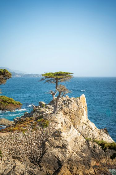 Lone Cypress, Carmel by the Sea