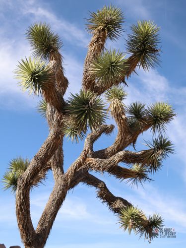 Un Joshua Tree.&nbsp;