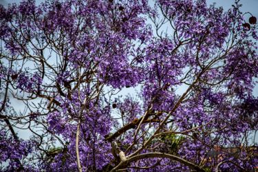 Les Jacarandas sont partout &agrave; LA au printemps.